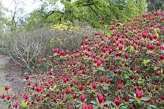 Arboretum Bokrijk